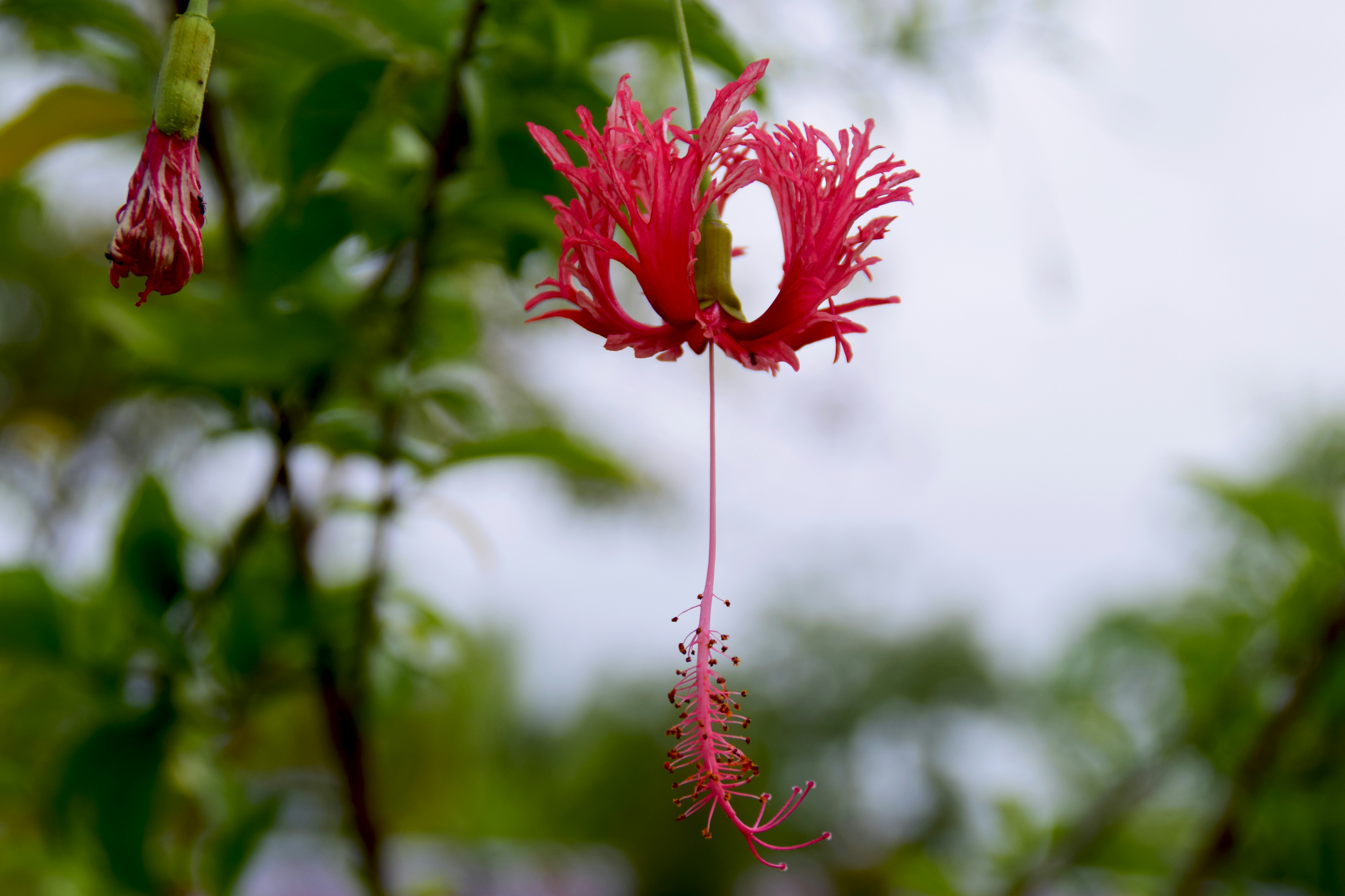 Ochrona Gibiskusa